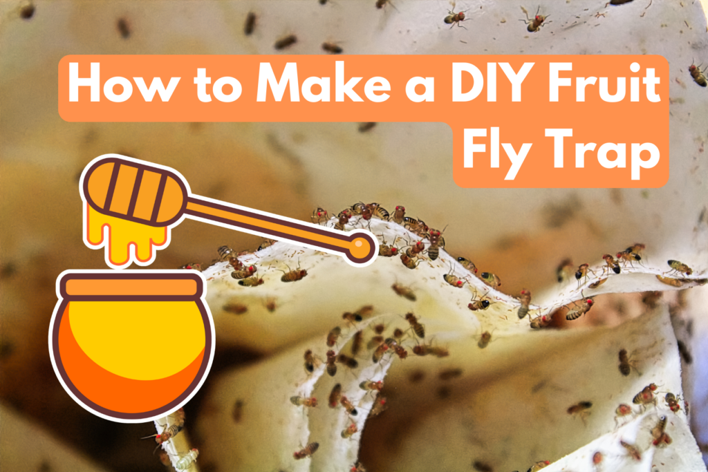 how-to-make-trap-for-fruit-flies